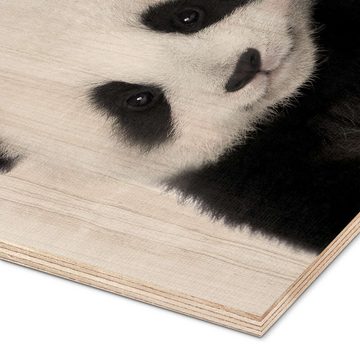 Posterlounge Holzbild Lola Peacock, Baby Panda, Kinderzimmer Fotografie