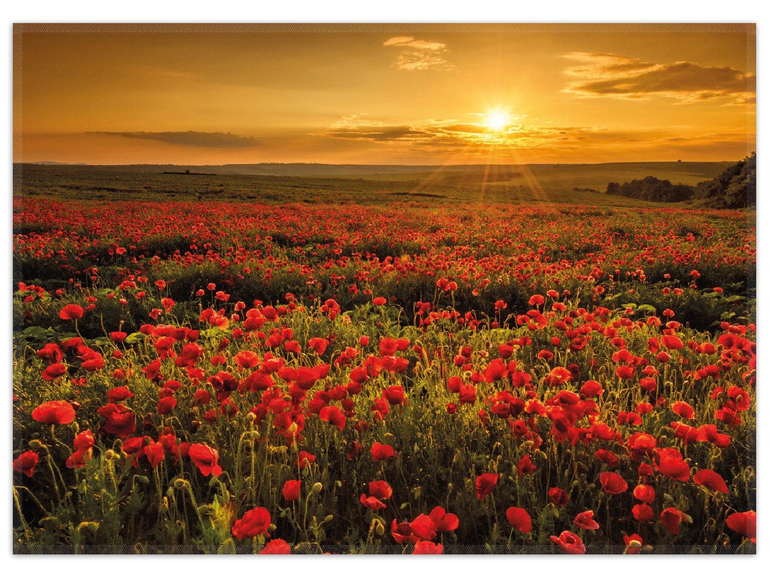 Wallario Teppich Mohnblumenwiese bei Sonnenuntergang am Abend, rechteckig, rutschfest