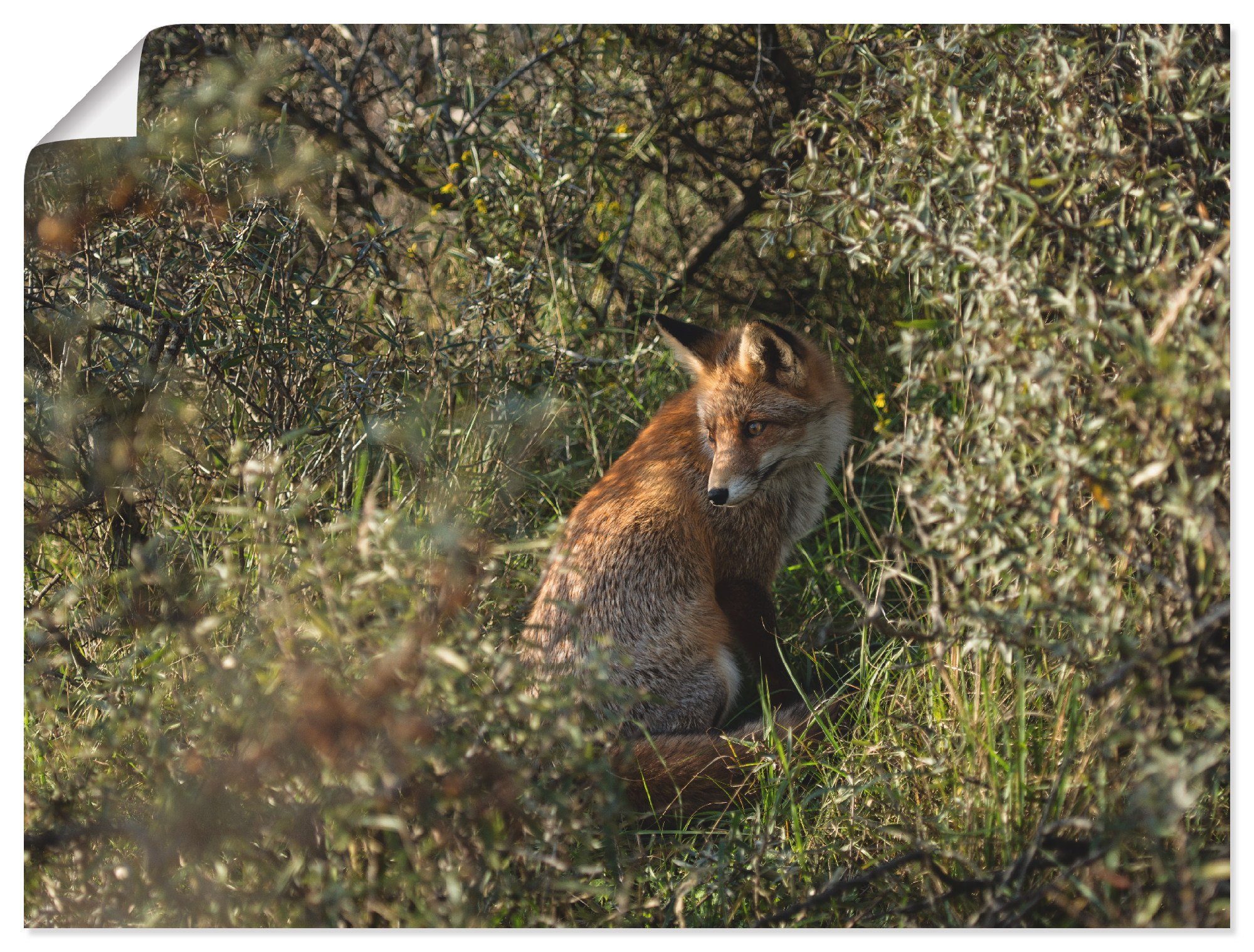 (1 St), Fuchs Wildtiere in Wandaufkleber versch. als II, Poster Größen Artland Alubild, Wandbild Leinwandbild, oder