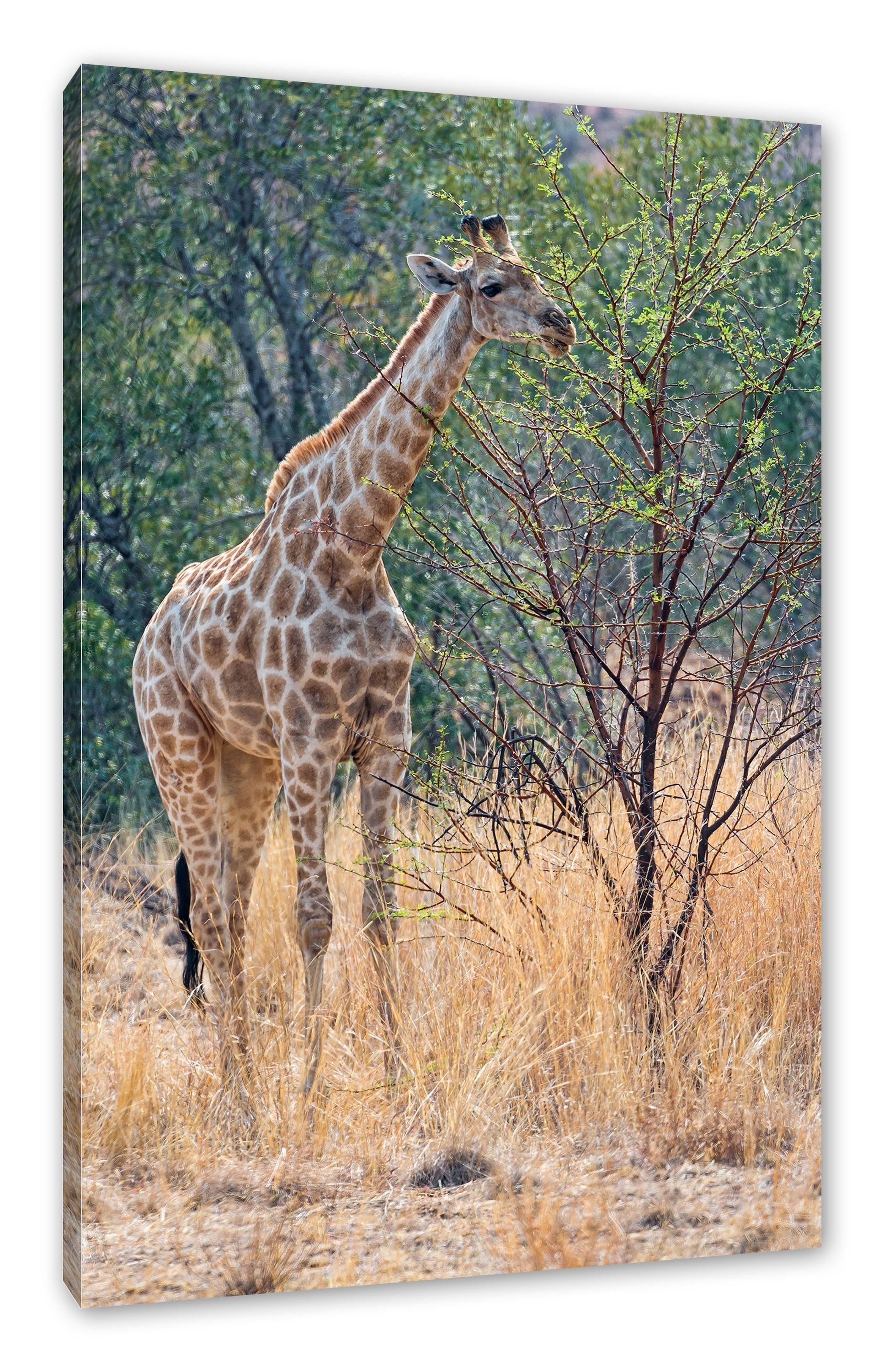 Zackenaufhänger Giraffe Fressen, Fressen Giraffe fertig Leinwandbild inkl. St), Leinwandbild beim bespannt, (1 beim Pixxprint