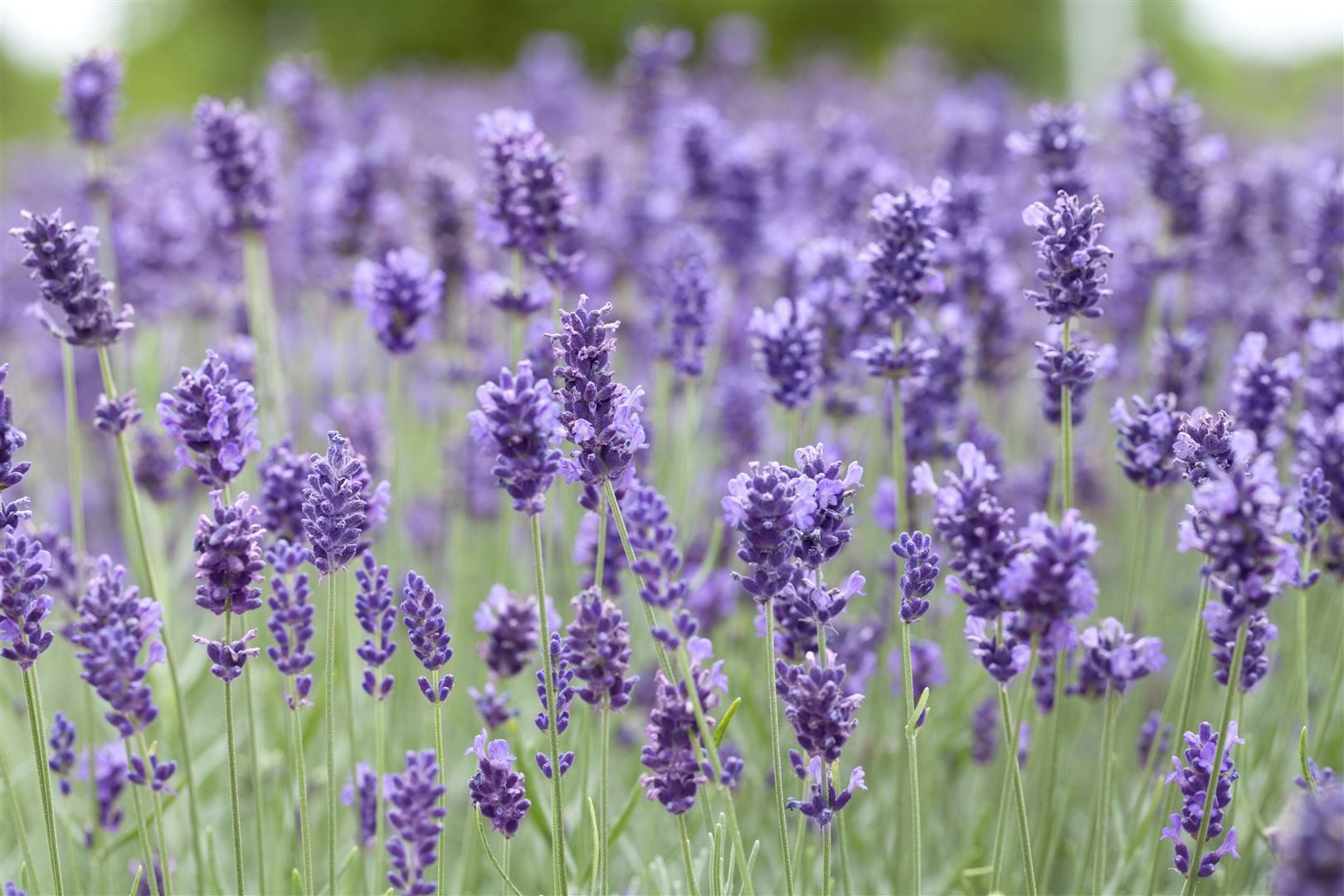 Pflanzen für Dich Staude Lavandula ang. Hidcote Blue, 1 St., Lavendel, Echter Lavendel, Schmalblättriger Lavendel