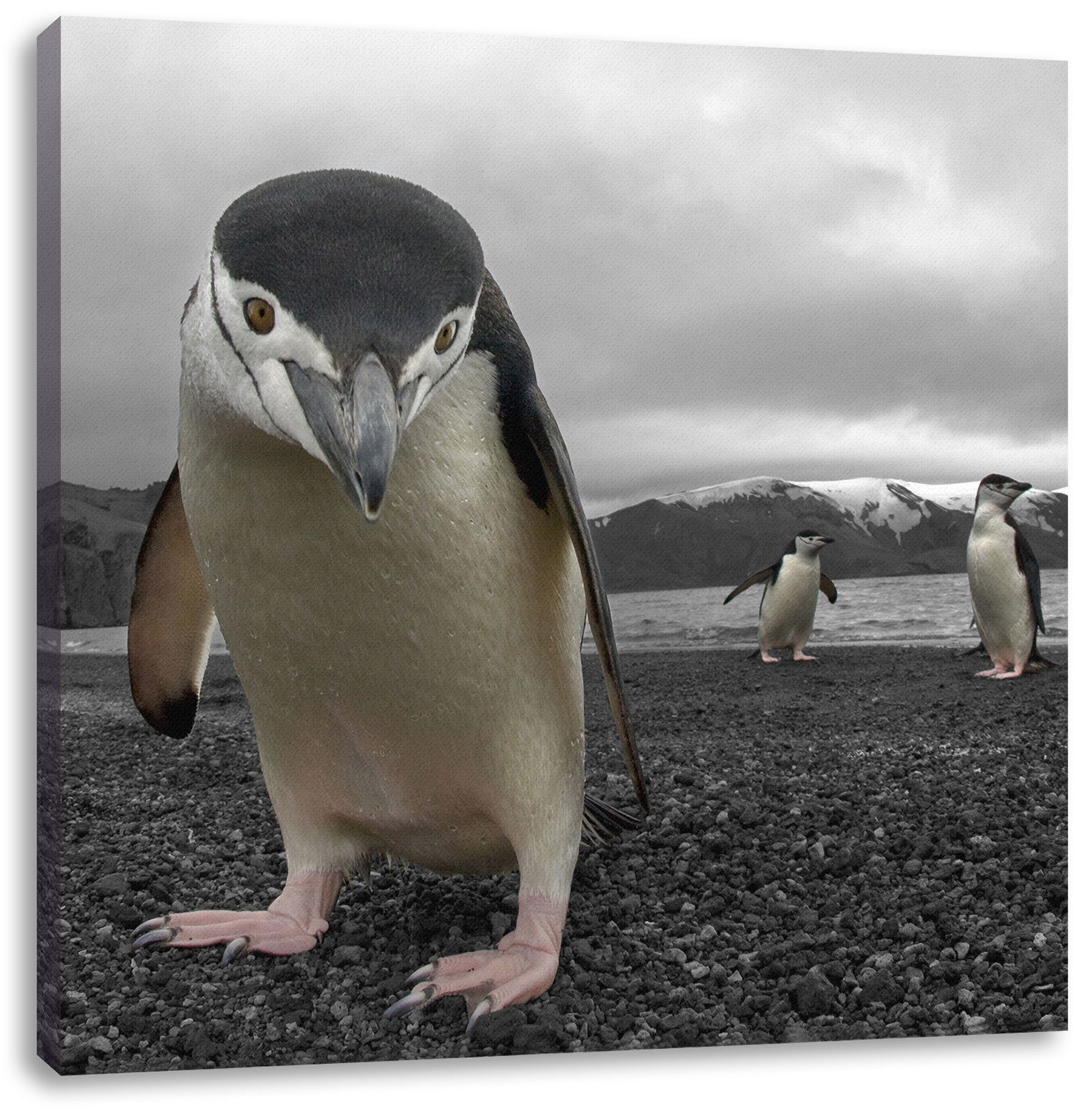 Pixxprint Leinwandbild Lustige inkl. bespannt, fertig (1 Zackenaufhänger Pinguine Leinwandbild St), Pinguine, Lustige