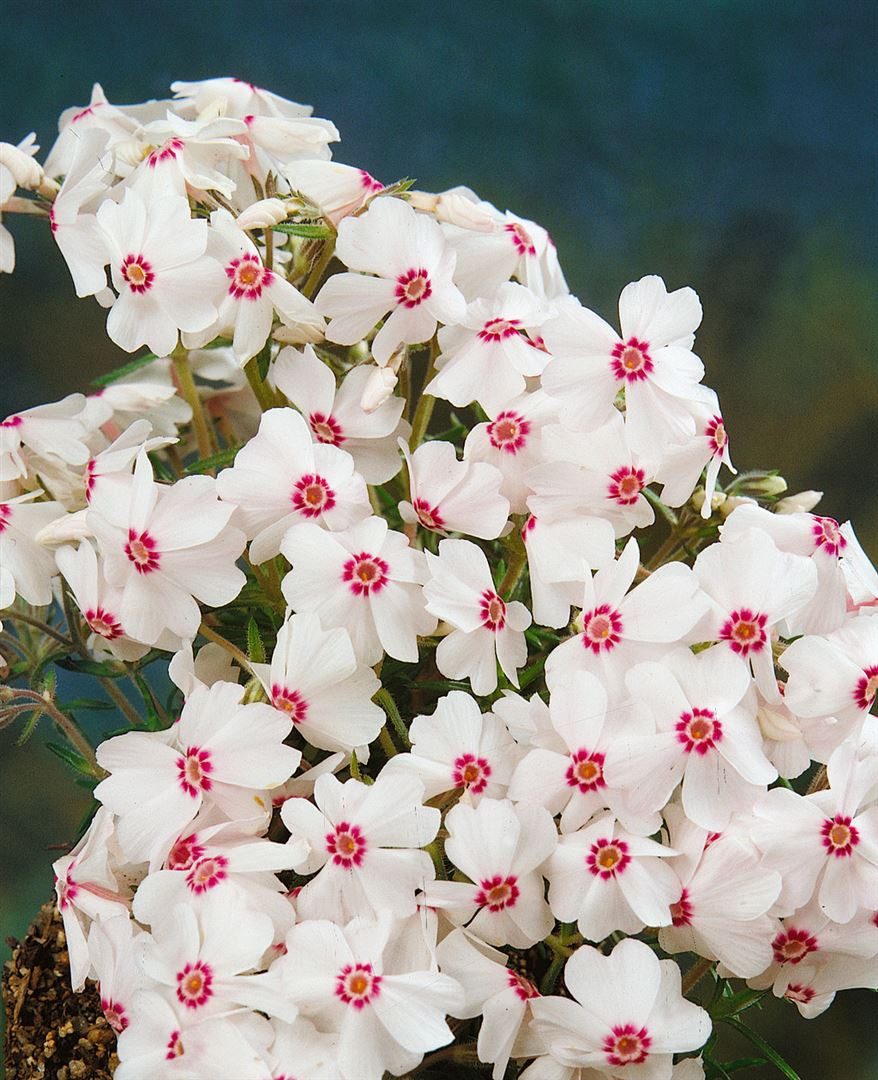 Pflanzen für Dich Bodendecker Phlox subulata Amazing Grace, 1 St., Polster-Phlox, Teppich-Phlox, Moos-Phlox, weißblühend, teppichbildend