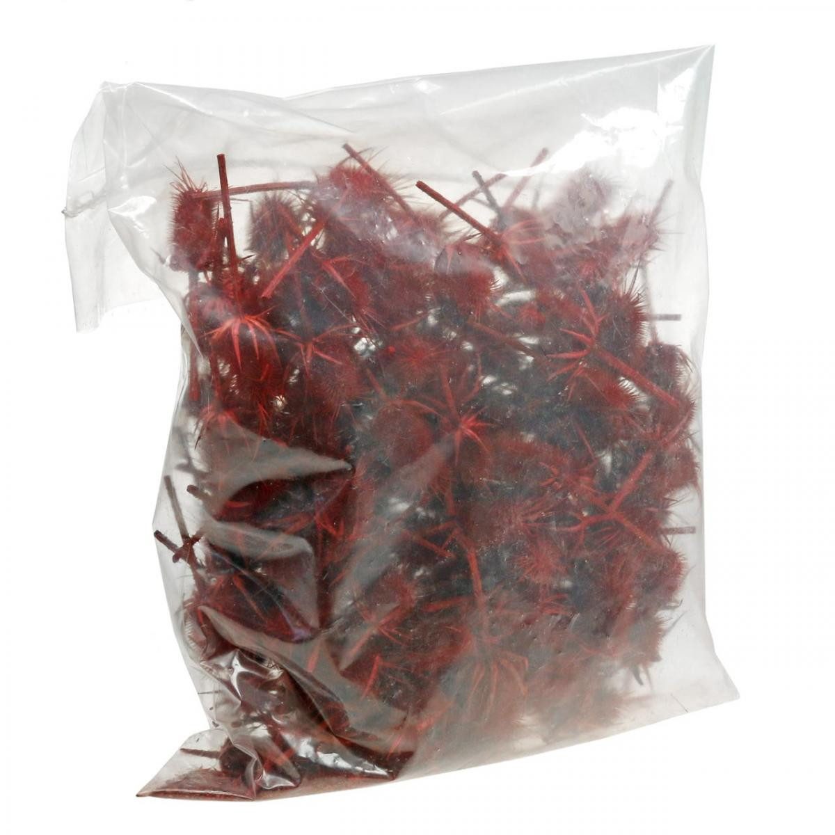 Trockenblume Spitzkarden Rot 1kg - Edle Trockenblumen für Gedenkfloristik, Viana, Höhe 16 cm