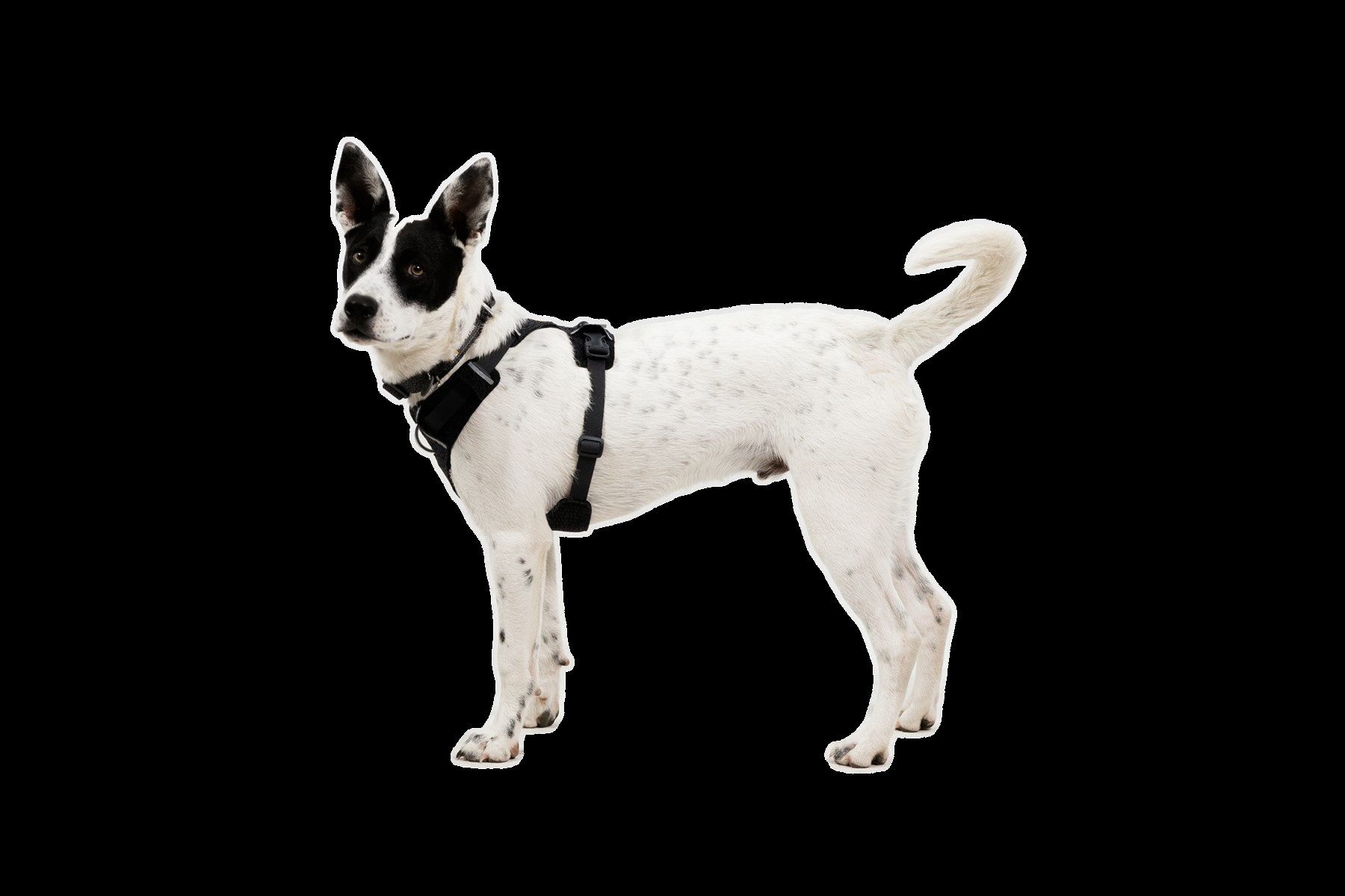 Ruffwear Hunde-Geschirr Front Range Flex Harness