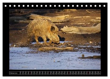 CALVENDO Wandkalender Wildschweine (Tischkalender 2024 DIN A5 quer), CALVENDO Monatskalender