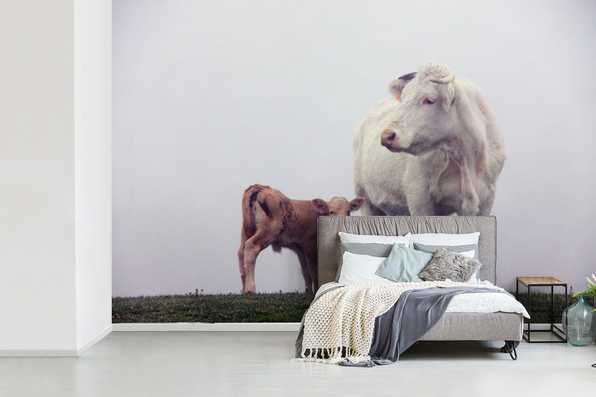 Kühe - Weiß MuchoWow Matt, (6 - Fototapete Braun Tapete für St), Schlafzimmer, Wohnzimmer, - Vinyl bedruckt, Nebel, Kinderzimmer, Wallpaper