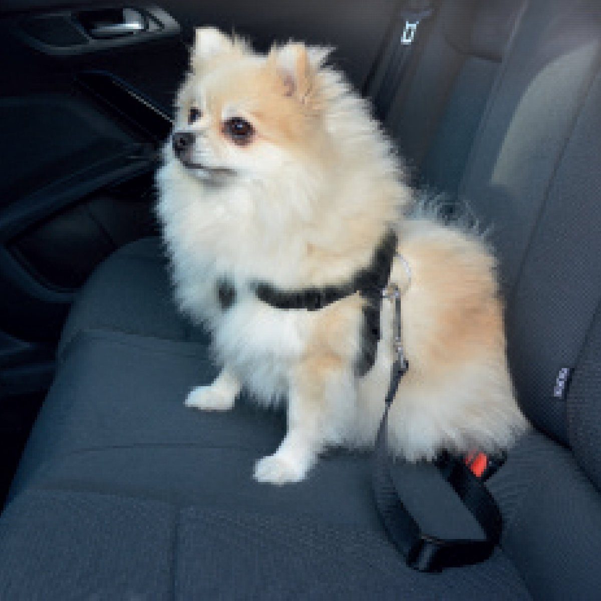 DUVO+ Autohundegeschirr Auto Sicherheitsgeschirr