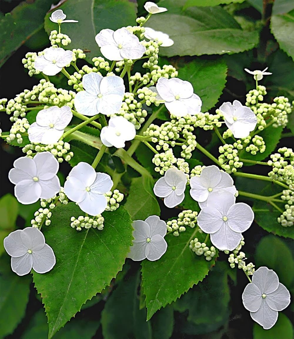 BALDUR Garten Zierstrauch Kletter-Hortensie 'Semiola®', 1 St., Kletterpflanze, immergrün,winterhart, mehrjährig, pflegeleicht