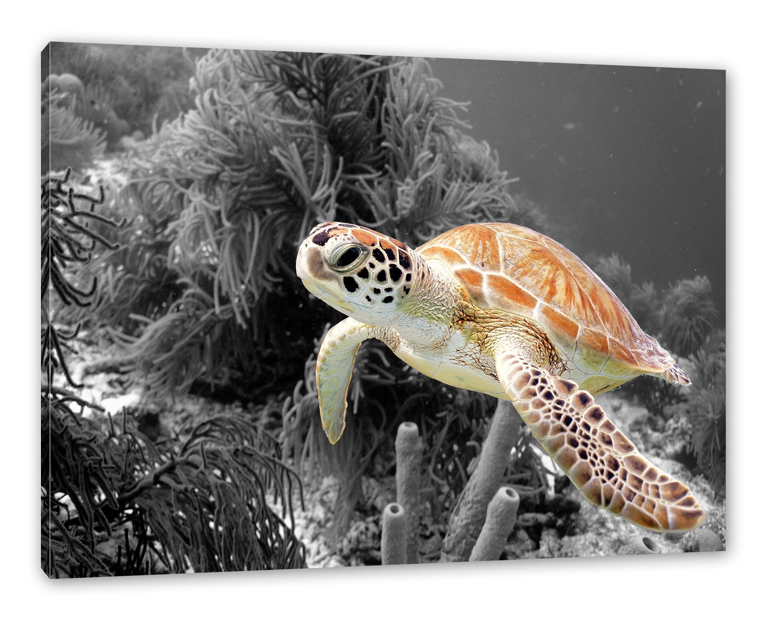 Zackenaufhänger Meeresschildkröte, Pixxprint Leinwandbild wunderschöne fertig wunderschöne (1 St), bespannt, Meeresschildkröte inkl. Leinwandbild