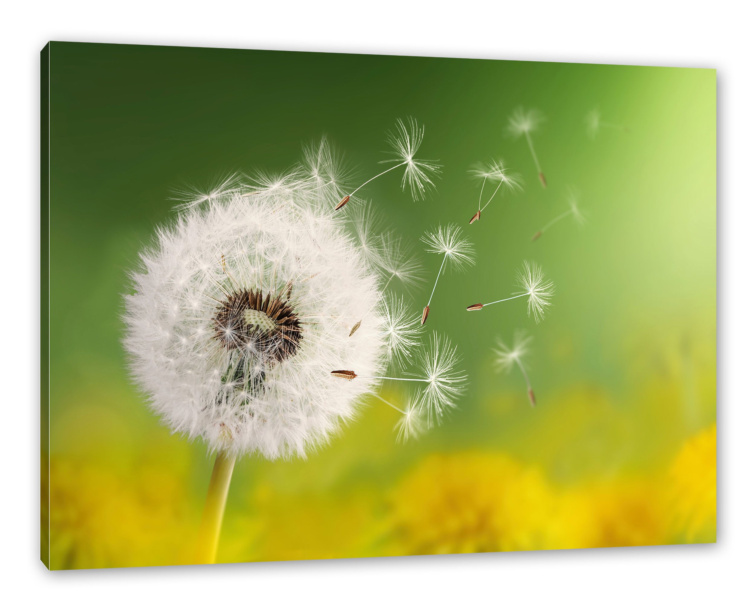 Pixxprint Leinwandbild Löwenzahn Samen, Löwenzahn Samen (1 St), Leinwandbild fertig bespannt, inkl. Zackenaufhänger