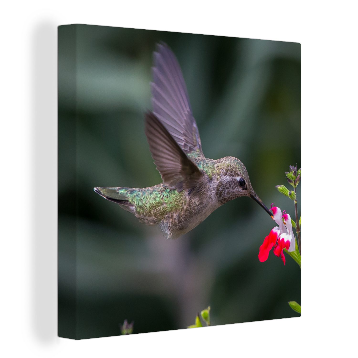 OneMillionCanvasses® Leinwandbild Kolibri Leinwand - Wohnzimmer - (1 für Schlafzimmer Rot, Blume Bilder St)