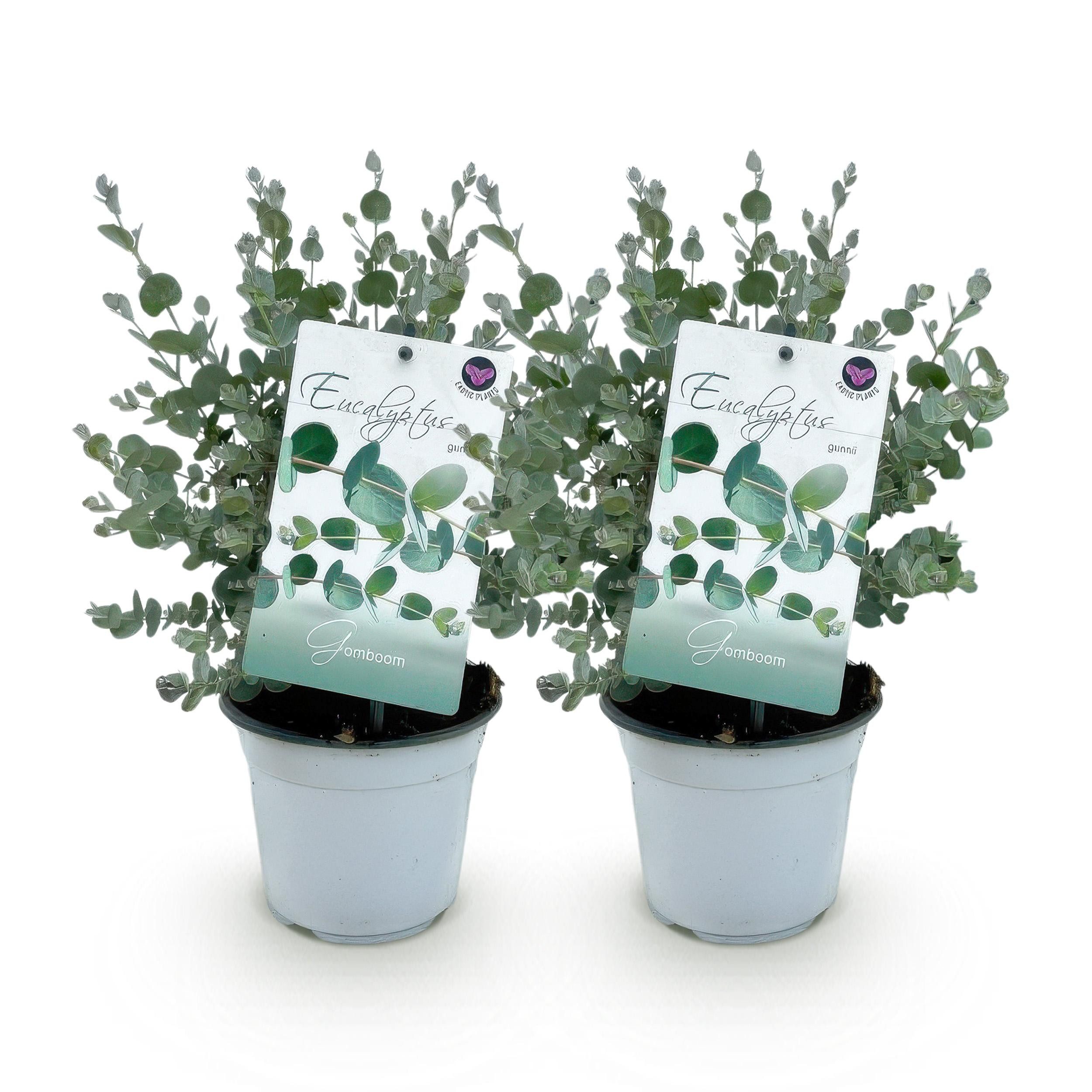 Exotenherz Kübelpflanzen Eukalyptus Eucalyptus gunni 2er Set winterhart 14cm Topf Höhe 30cm