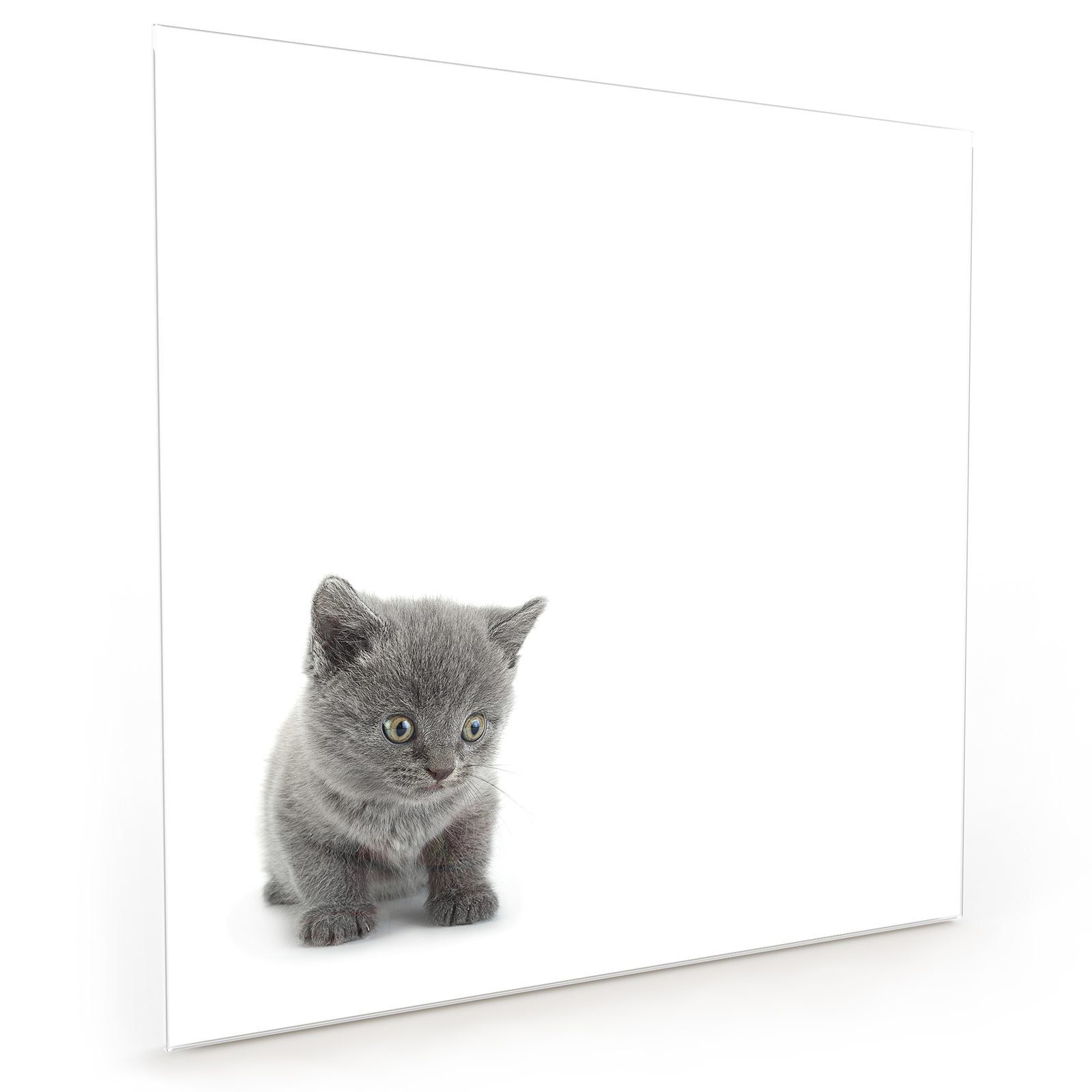 Sonderpreise und exzellenter Service! Primedeco Küchenrückwand Küchenrückwand Katze mit Motiv Graue heller Wand Glas vor Spritzschutz