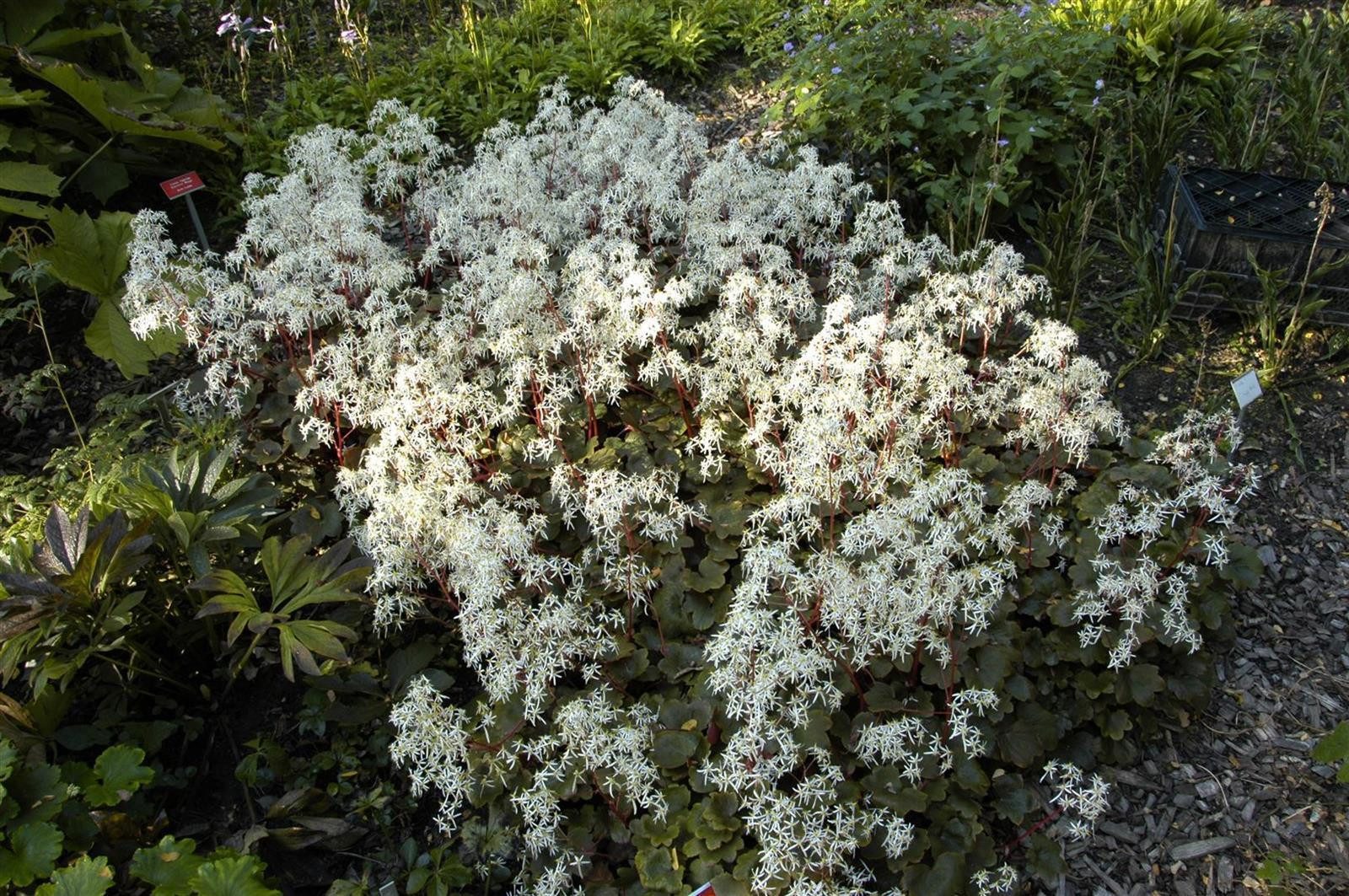 Pflanzen für Dich Staude Saxifraga cort., 1 St., Herbst-Steinbrech, Japanischer Steinbrech