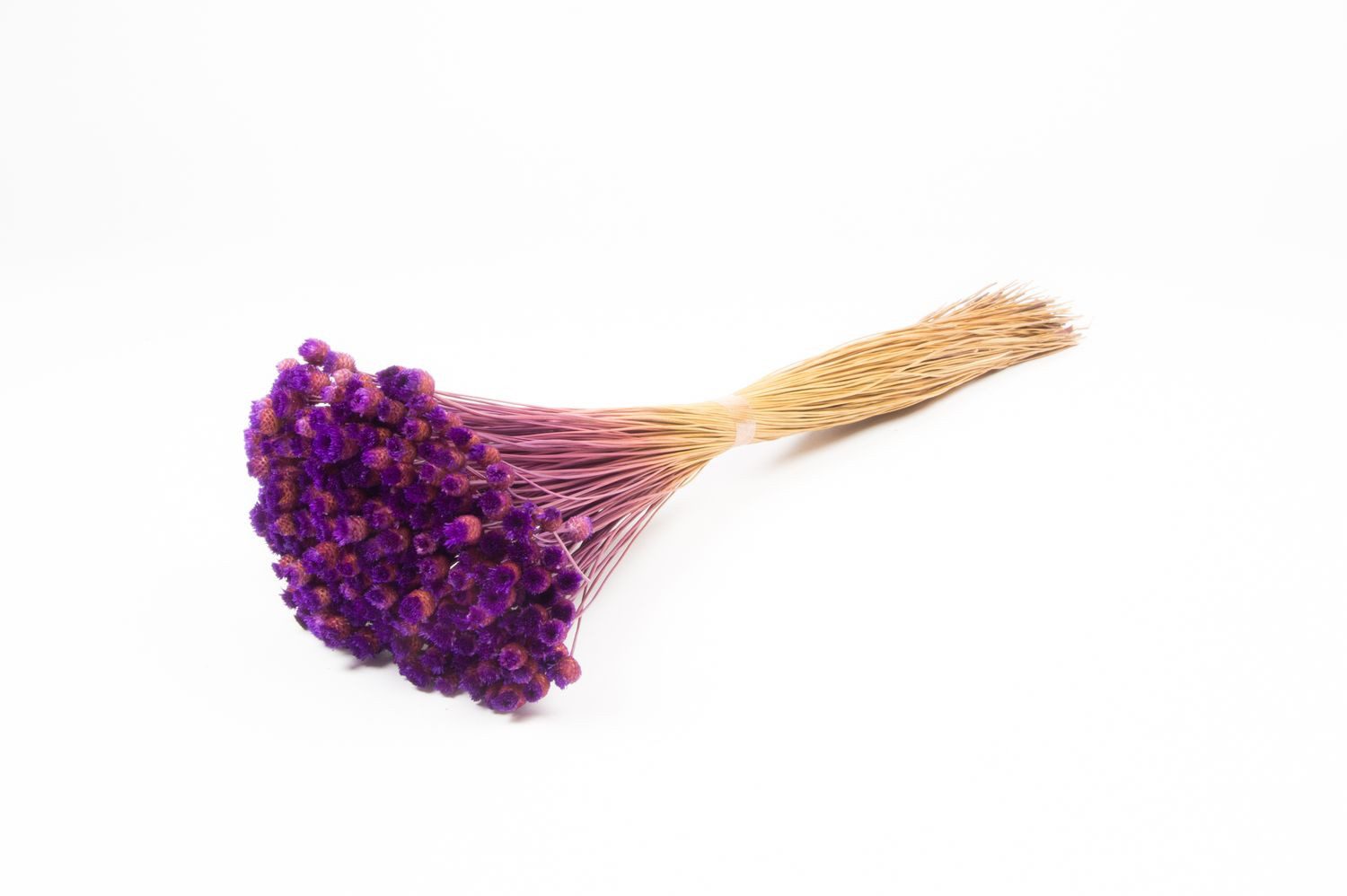 Trockenblume Mittelmeer-Strohblume getrocknet AKALITI, lila, 40-55cm, Ø11cm, INNA-Glas, Höhe 55.0 cm