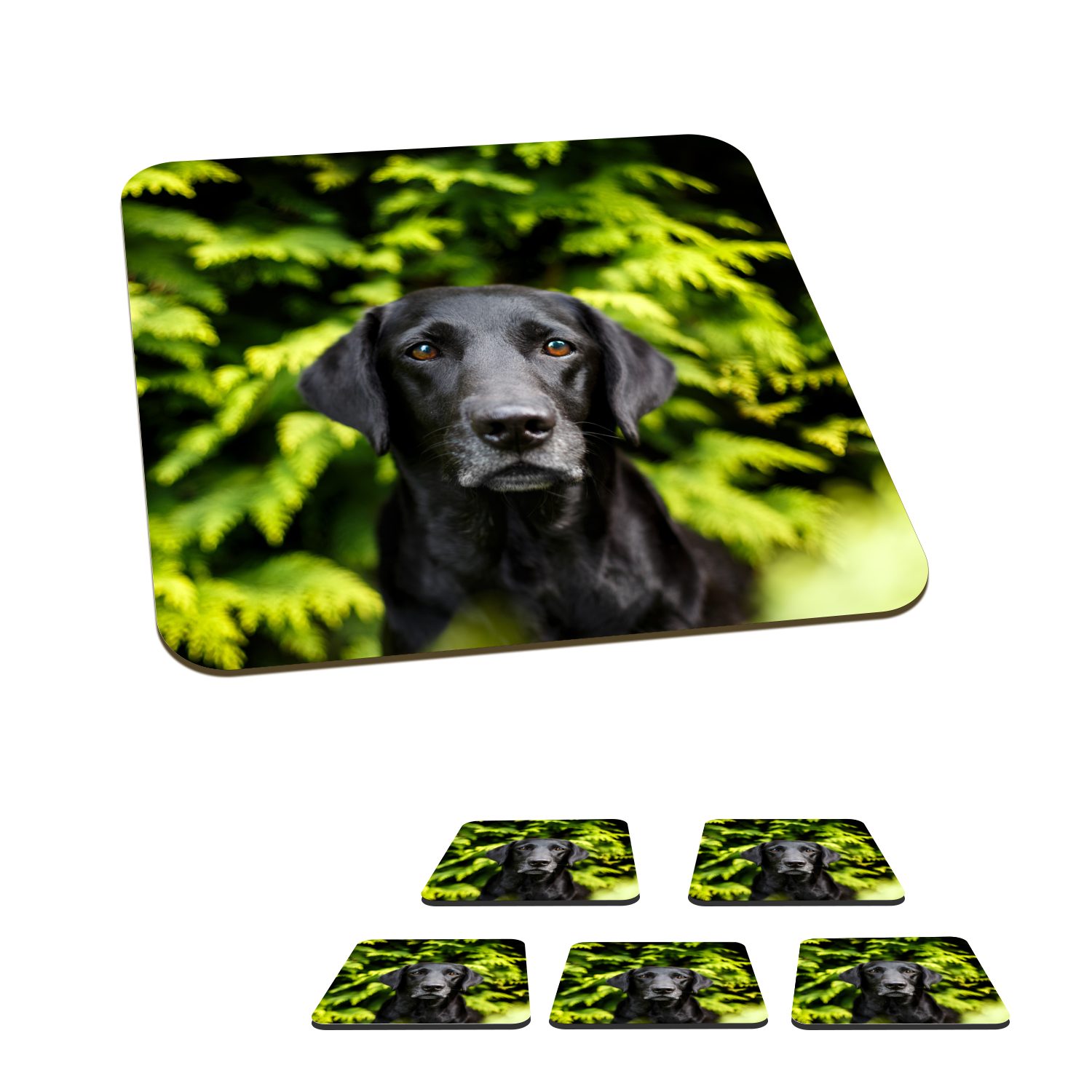 MuchoWow Glasuntersetzer Ein schwarzer Labrador Retriever inmitten der grünen Blätter, Zubehör für Gläser, 6-tlg., Glasuntersetzer, Tischuntersetzer, Korkuntersetzer, Untersetzer, Tasse