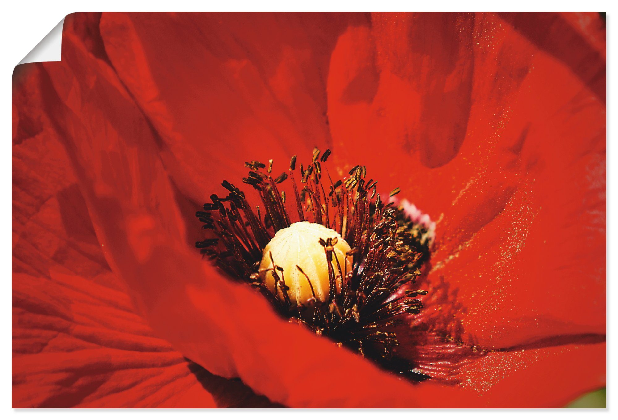 Artland Wandbild Roter Mohn, Blumen Alubild, Leinwandbild, versch. (1 in Poster Wandaufkleber Größen oder als St)