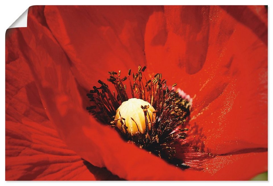 Artland Wandbild Roter Mohn, Blumen (1 St), als Alubild, Leinwandbild,  Wandaufkleber oder Poster in versch. Größen, Verschiedene Größen &  Produktarten