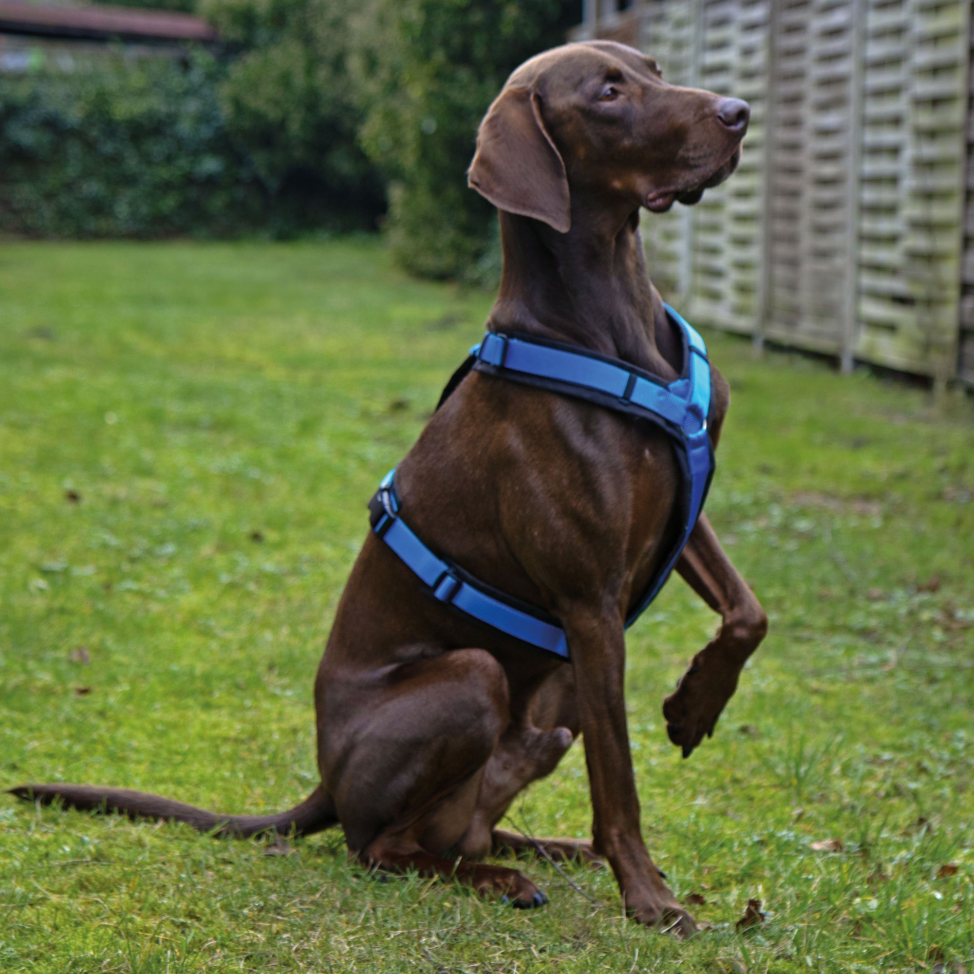 Thumbnail - AnnyX Hunde-Geschirr Brustgeschirr Fun - gepolstert - superbequem, Nylon, bequemer Einstieg