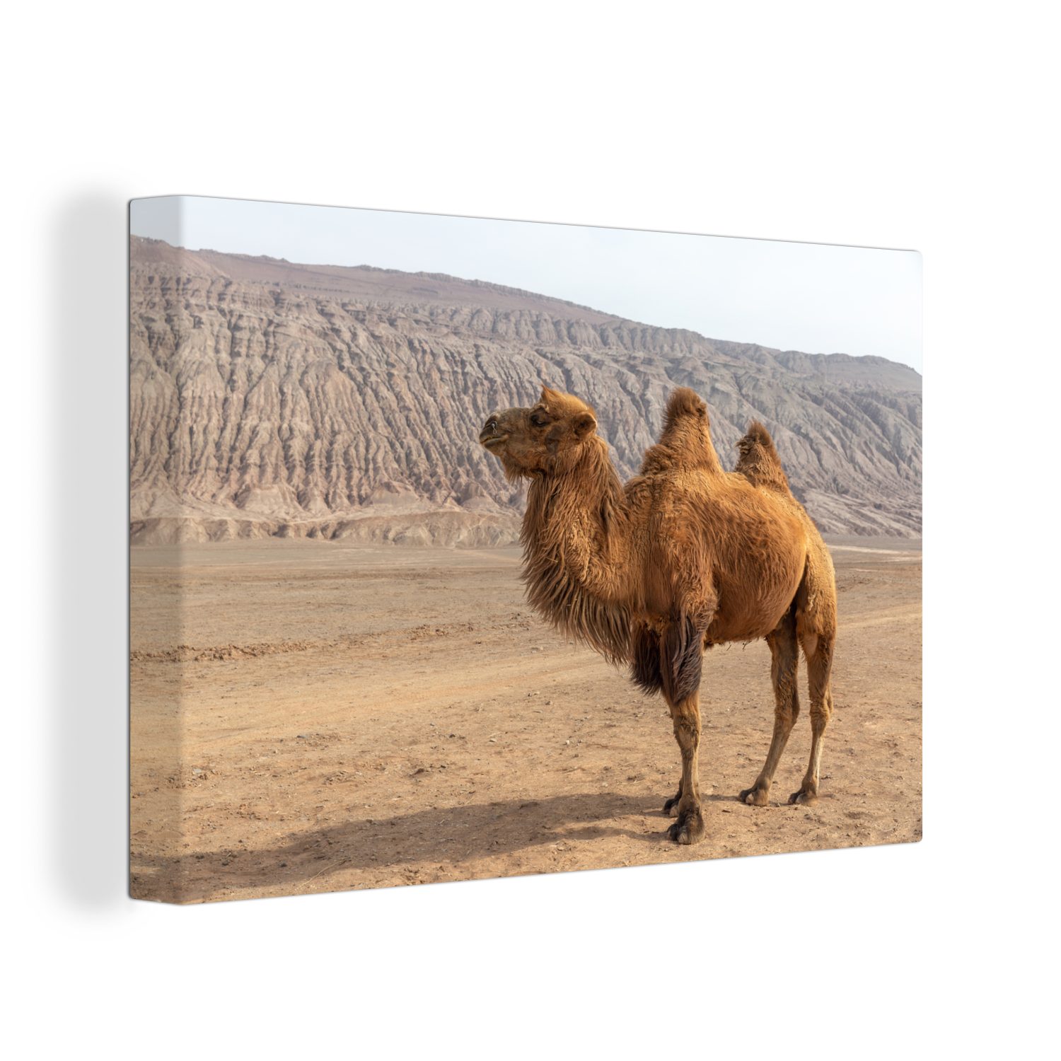 OneMillionCanvasses® Leinwandbild Stehendes Kamel in China, (1 St), Wandbild Leinwandbilder, Aufhängefertig, Wanddeko, 30x20 cm