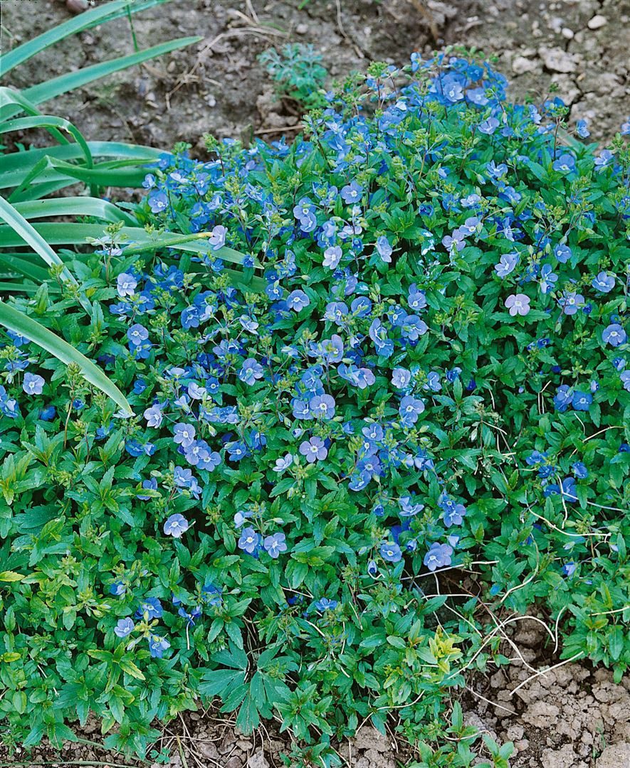 Pflanzen für Dich Staude Veronica umbrosa Georgia Blue, 1 St., Ehrenpreis