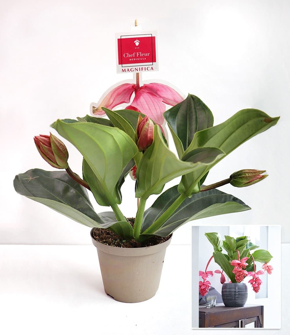 BALDUR Garten Zimmerpflanze Medinilla 'Bel Air', 1 St., Piccolinii, pflegeleicht – Bild 2 von 2