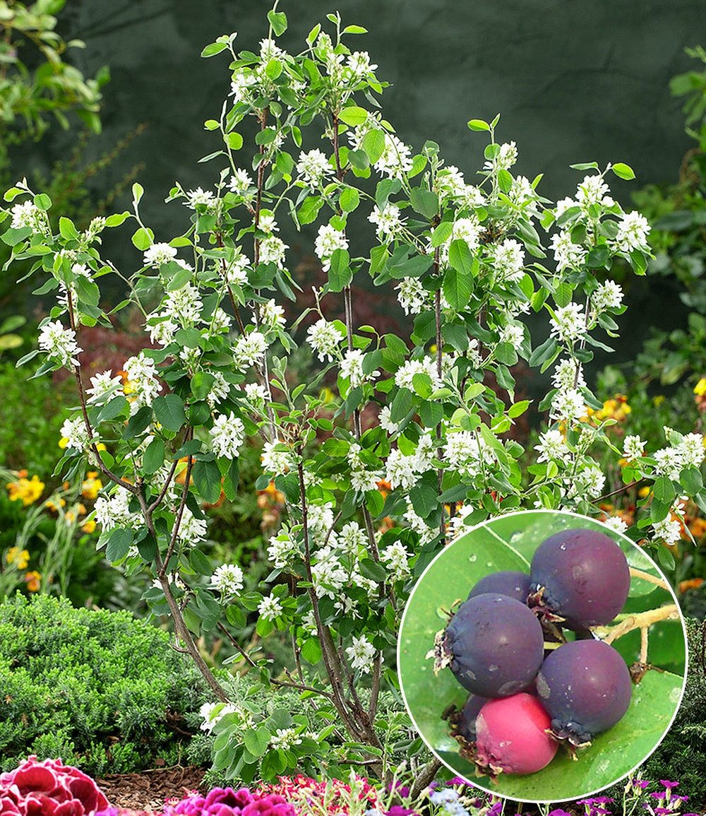 BALDUR Garten Obstpflanze Felsenbirne Amelanchier 'Greatberry® Garden', 1 St., Selbstfruchtend, essbar, mehrjährig, pflegeleicht