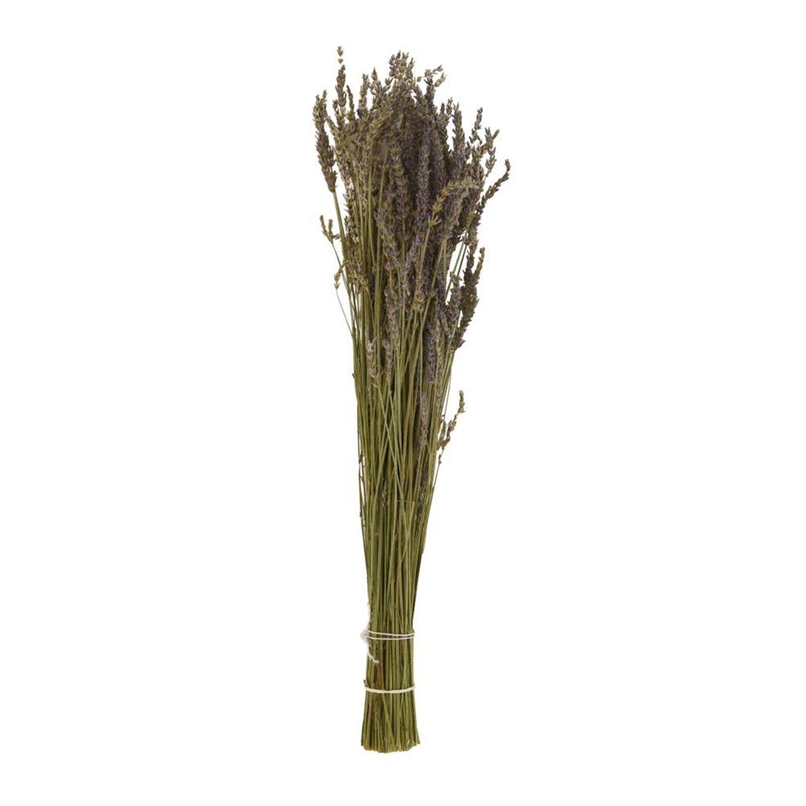 Trockenblume Lavendel violett - Lavandula - Lavender - 38,8 cm - mit langem Stiel, DIJK