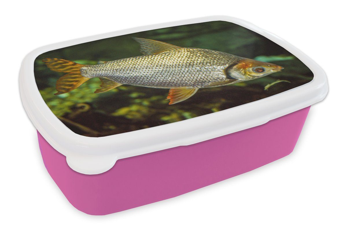 Kunststoff, Mädchen, - Snackbox, - MuchoWow für Brotbox (2-tlg), Fisch Lunchbox Kunststoff rosa Pflanze, Kinder, Brotdose Wasser Erwachsene,