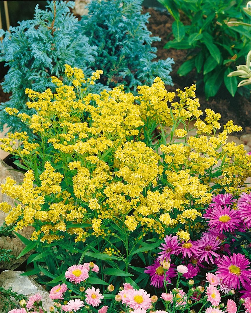 Pflanzen für Dich Staude Solidaster lut., 1 St., Goldrutenaster, Bastard-Goldrute