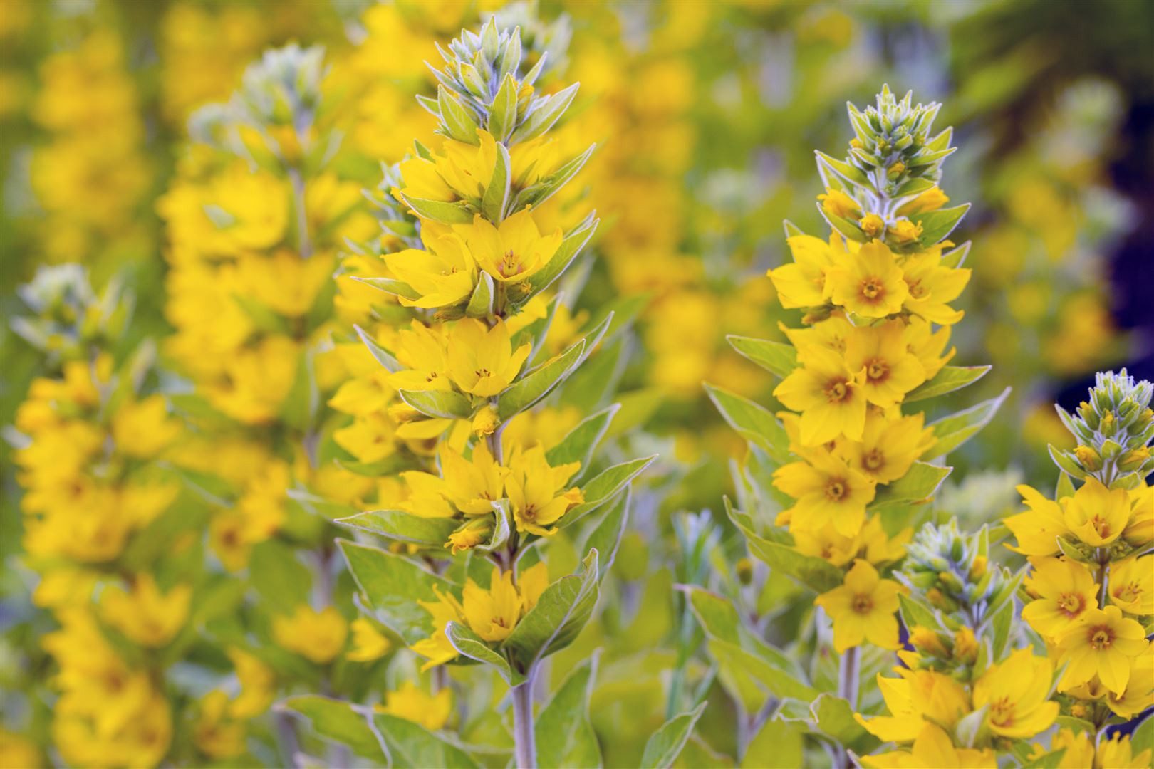 Pflanzen für Dich Staude Lysimachia vulgaris, 1 St., Gewöhnlicher Gilbweiderich, Gilbweiderich