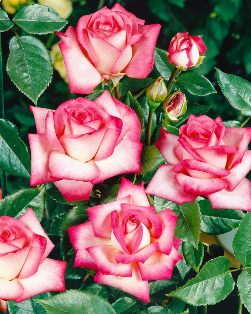 Pflanzen für Dich Rose Rosa Nostalgie