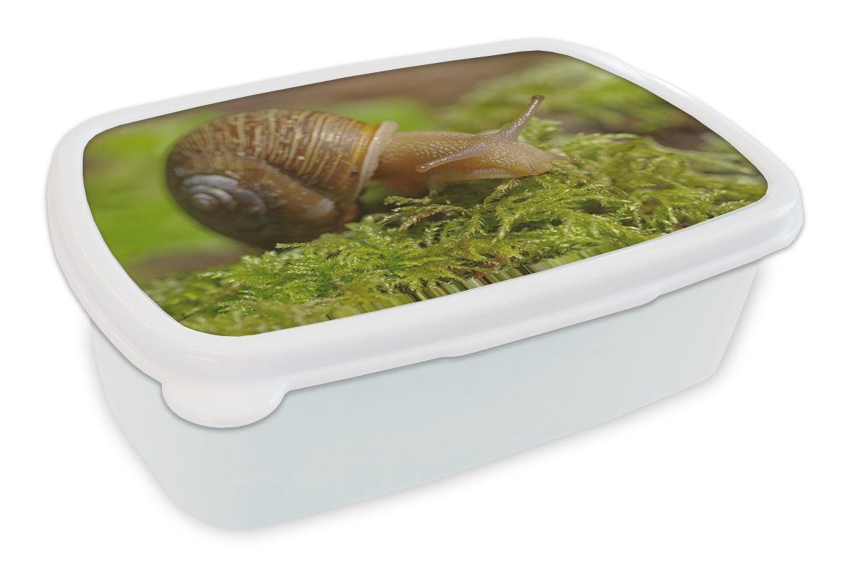 MuchoWow Lunchbox Schnecke auf Moos, Kunststoff, (2-tlg), Brotbox für Kinder und Erwachsene, Brotdose, für Jungs und Mädchen weiß