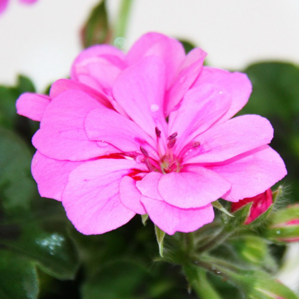 Exotenherz Beetpflanze Geranien hängend Pelargonium peltatum ver.Farben 12cm Topf 3er Set