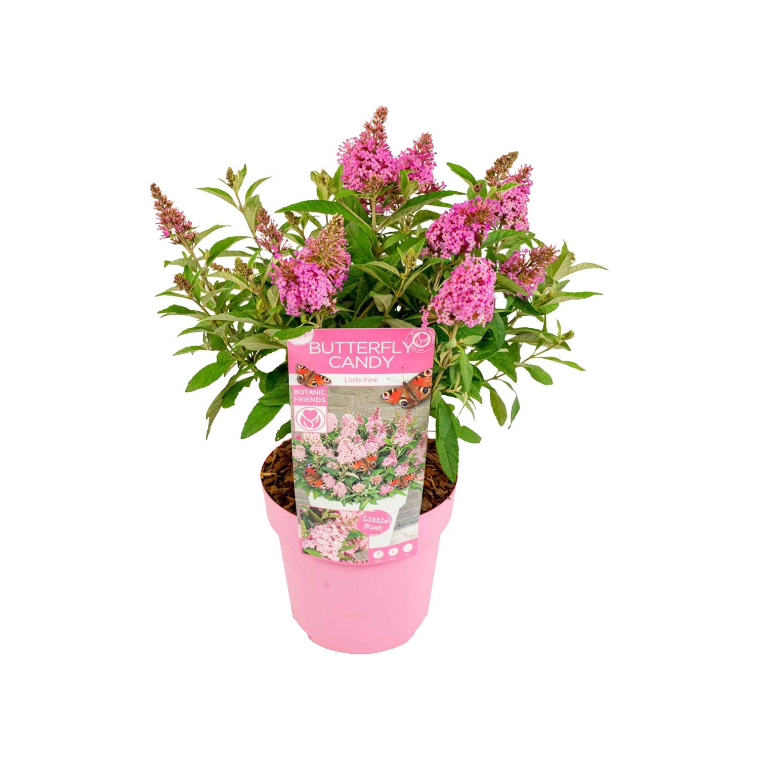 Bloomique Beetpflanze Bloomique - Buddleja Butterfly Little Pink - Schmetterlingsflieder - G, 1 St.