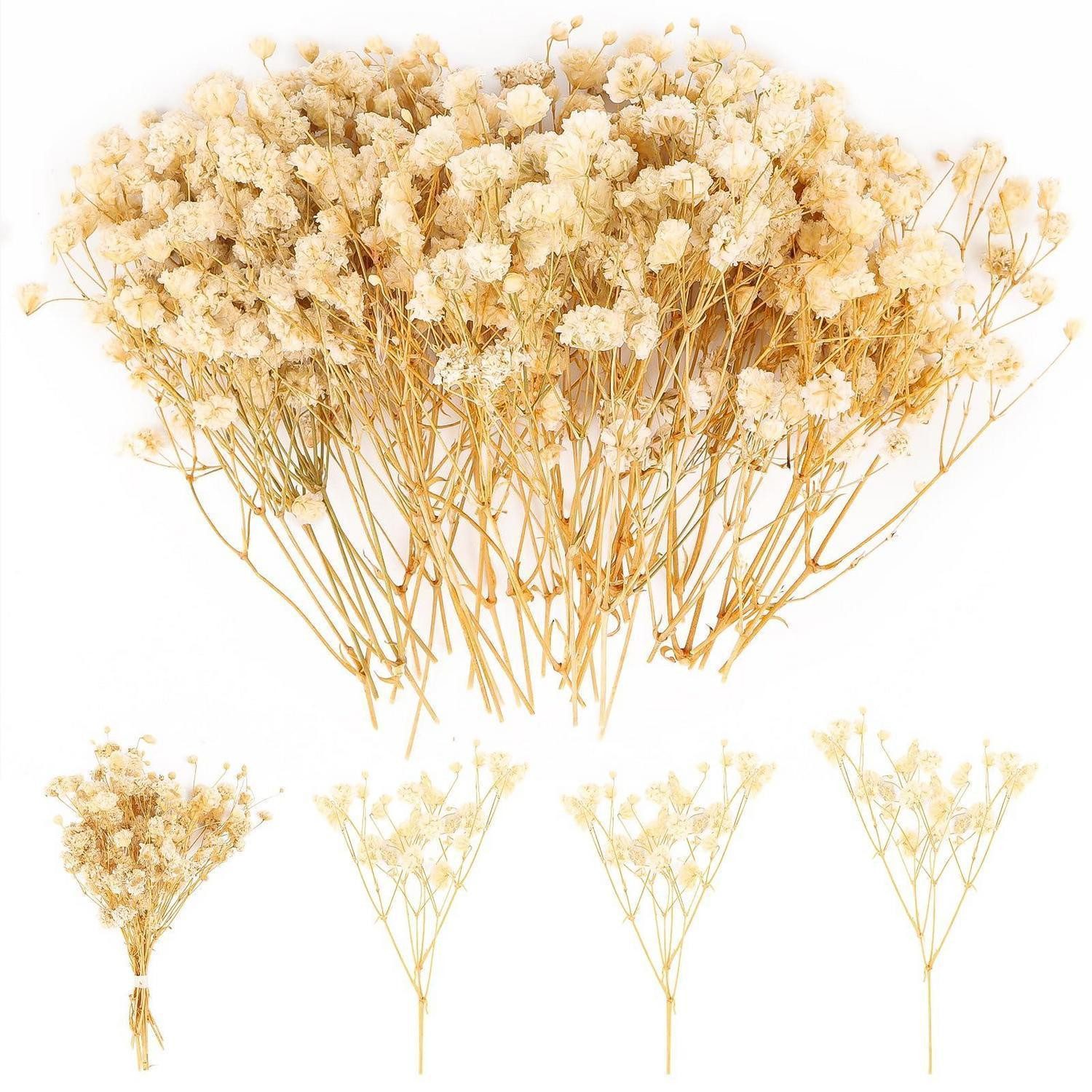 Trockenblume Trockenblumen Schleierkraut Weiß 100 Stück, LuxusKollektion, Höhe 1 cm