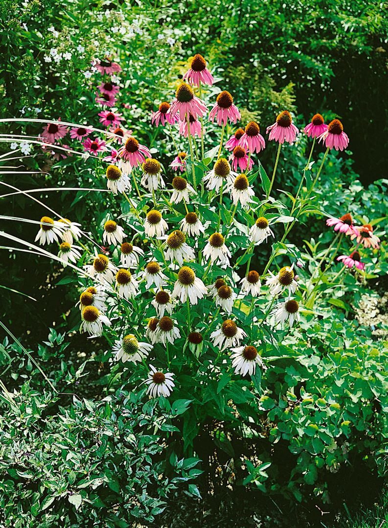 Pflanzen für Dich Staude Echinacea purp. White Swan, 1 St., Scheinsonnenhut günstig online kaufen