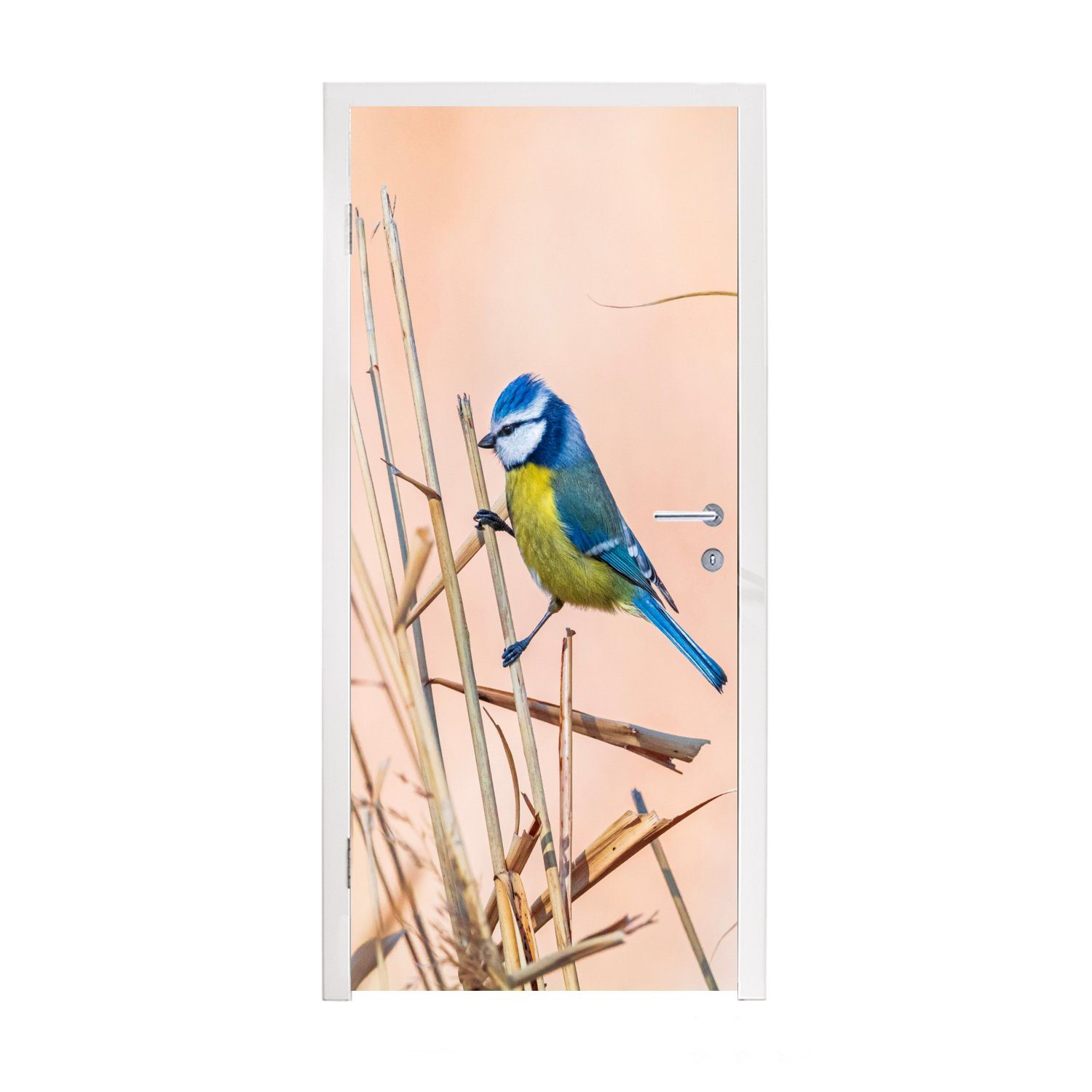 MuchoWow Türtapete Vogel - Blaumeise - Schilf, Matt, bedruckt, (1 St), Fototapete für Tür, Türaufkleber, 75x205 cm