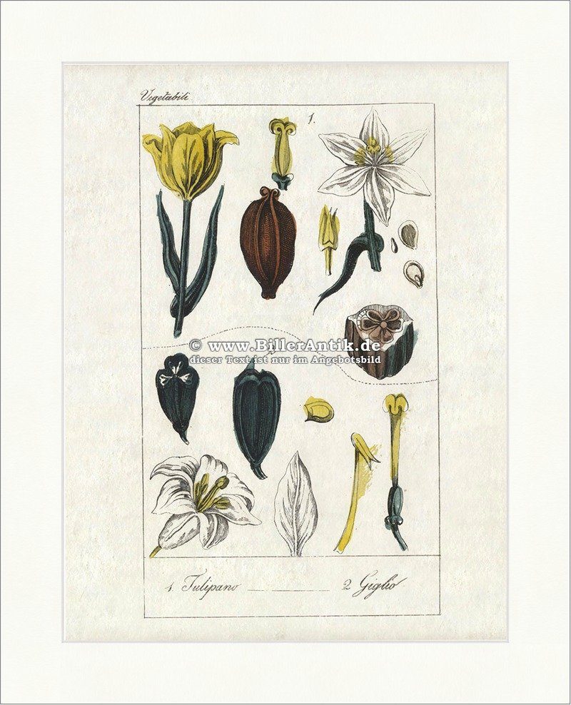 Kunstdruck Tulpe Tulipanum Lilie Giglio Liliengewächse Bedecktsamer