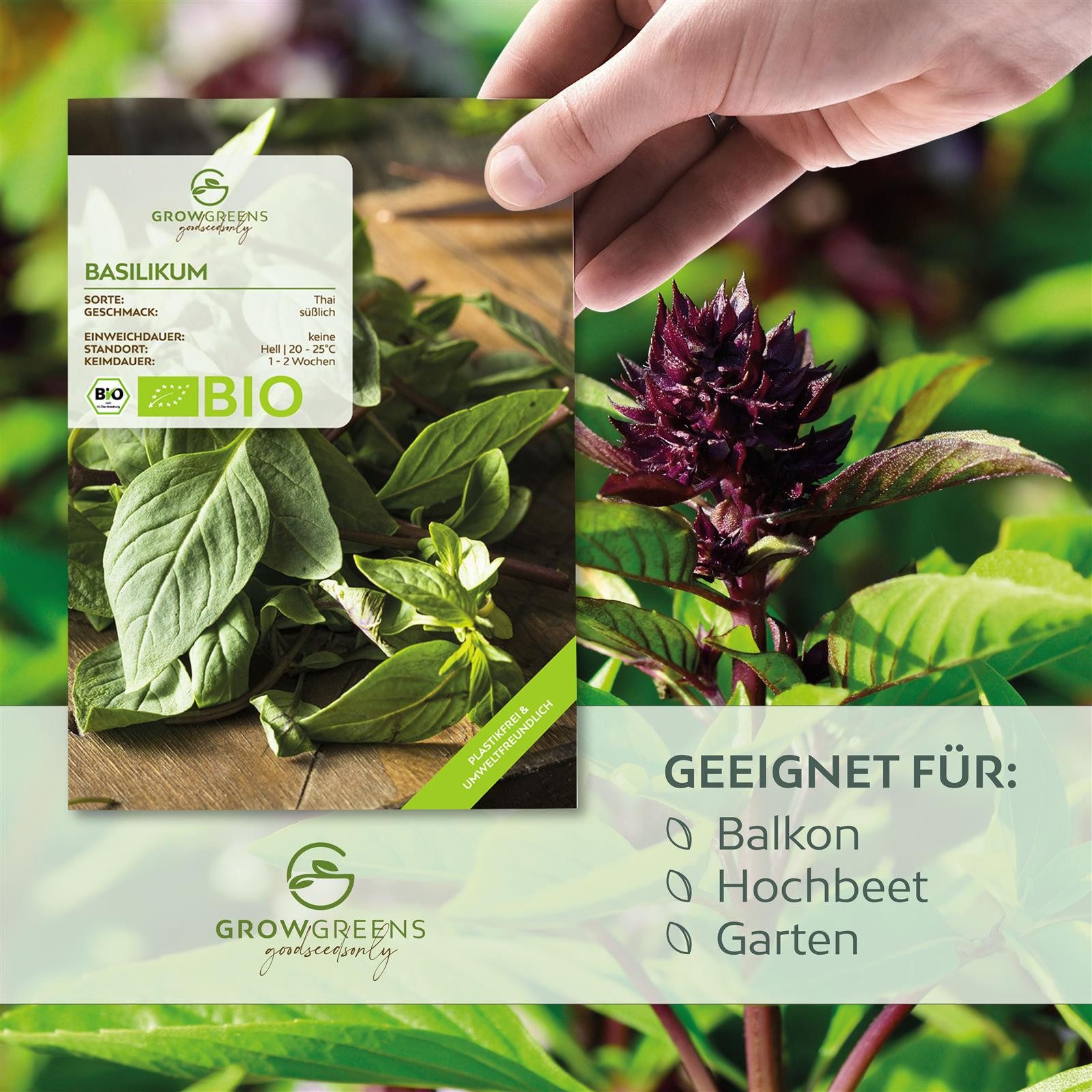Growgreens Kräutersamen BIO Thai Basilikum Samen - Küchenkräuter Saatgut bi günstig online kaufen