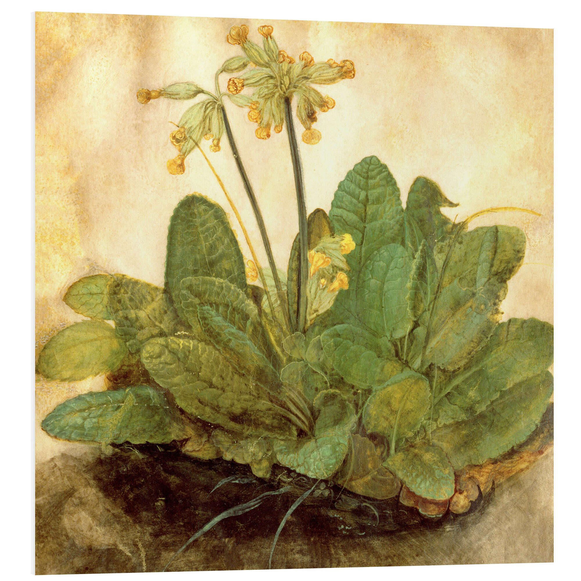 Forex-Bild Albrecht Dürer