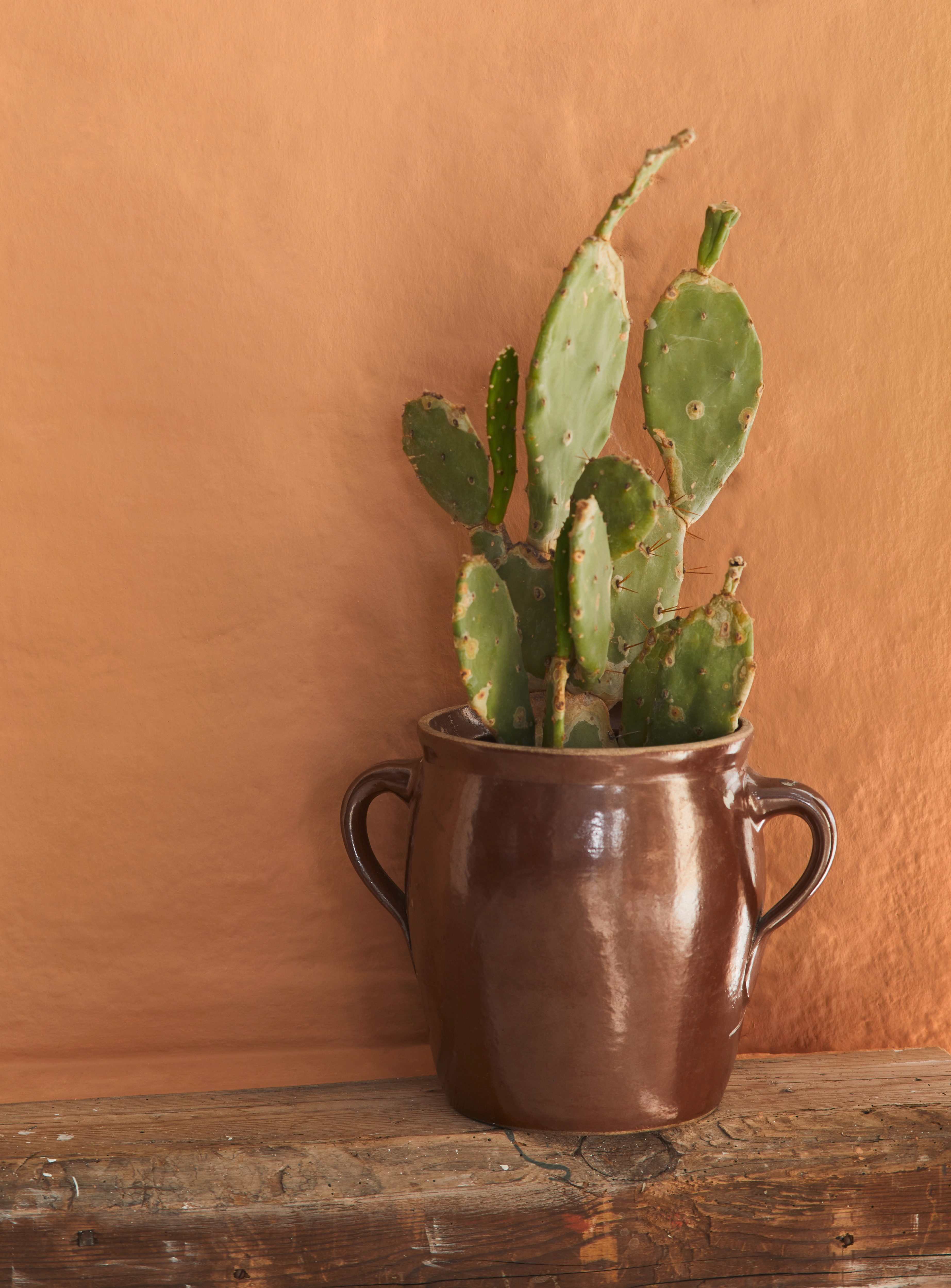 Alpina Wandfarbe Alpina Feine Farben + Gratis Rührstab