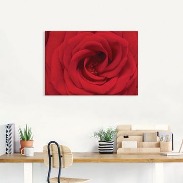 Artland Wandbild Rote Rose, Blumen (1 St), als Alubild, Outdoorbild, Leinwandbild in verschied. Größen
