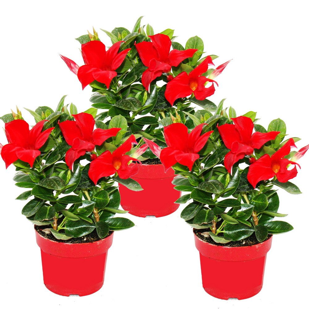 Exotenherz Topfpflanze Dipladenia Chilenischer Jasmin verschiedene Farben 10cm Topf 3er Set