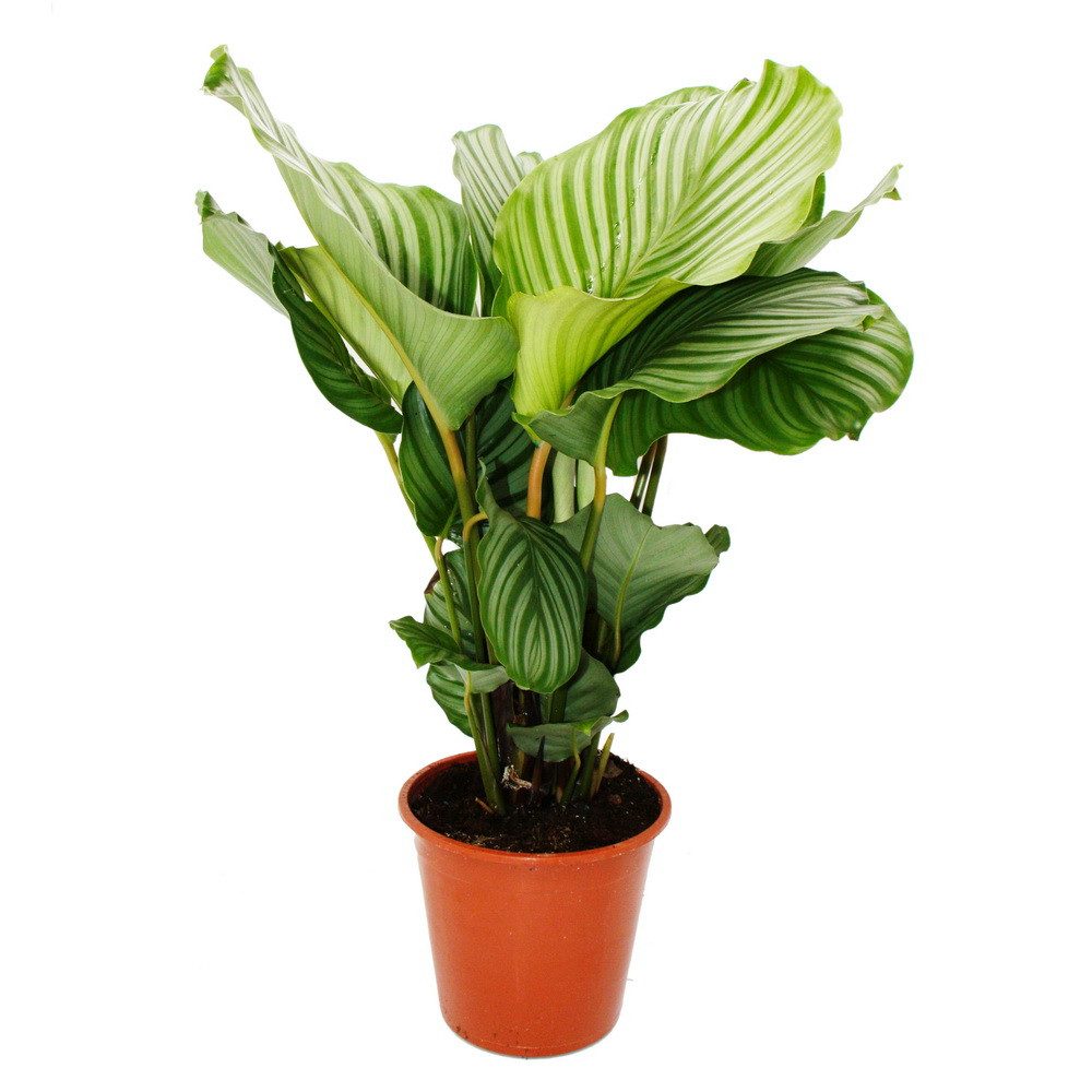 Exotenherz Zimmerpflanze XXL-Schattenpflanze Zebra-Look Calathea orbifolia 19cm Topf ca.70-80cm
