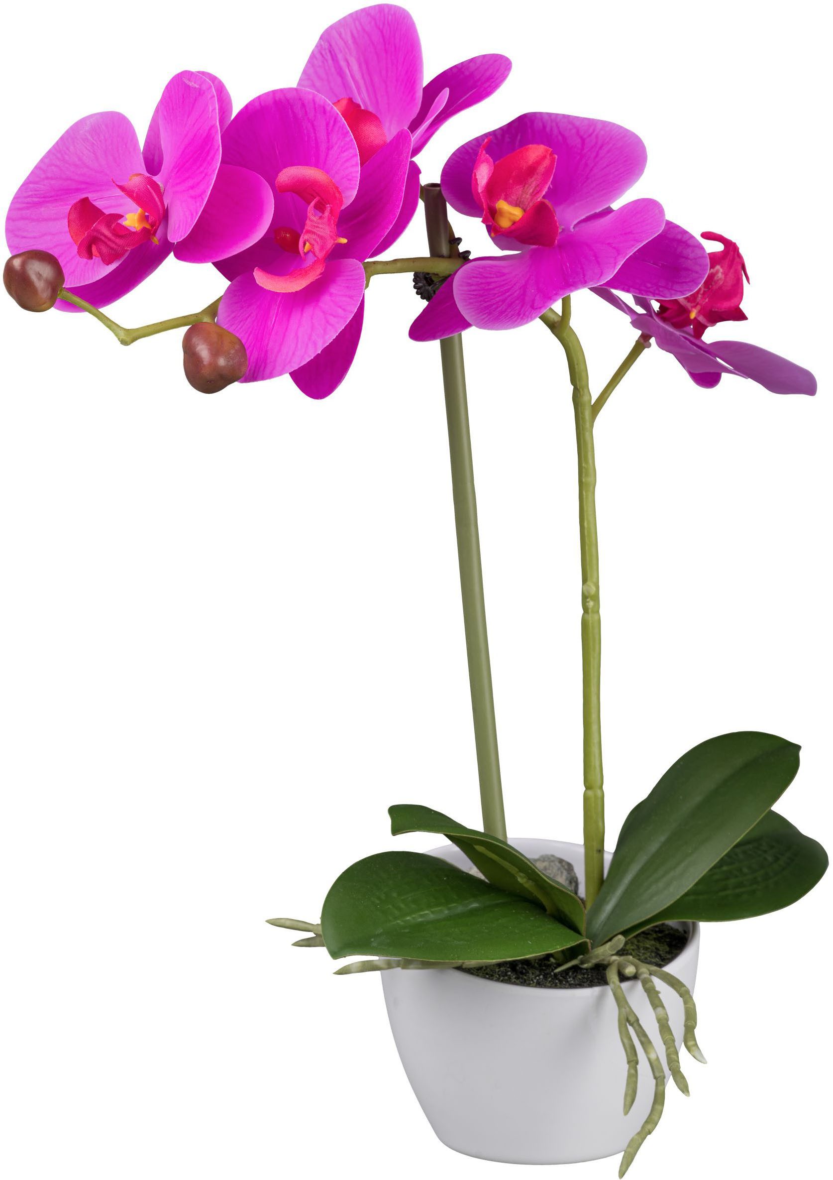 Kunstorchidee Orchidee Phalaenopsis, Creativ green, Höhe günstig online kaufen