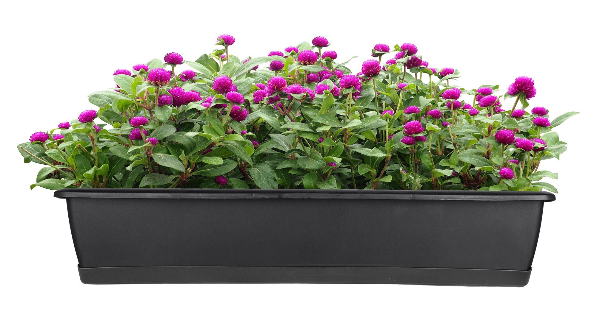Wie Viele Pflanzen In 60 Cm Blumenkasten