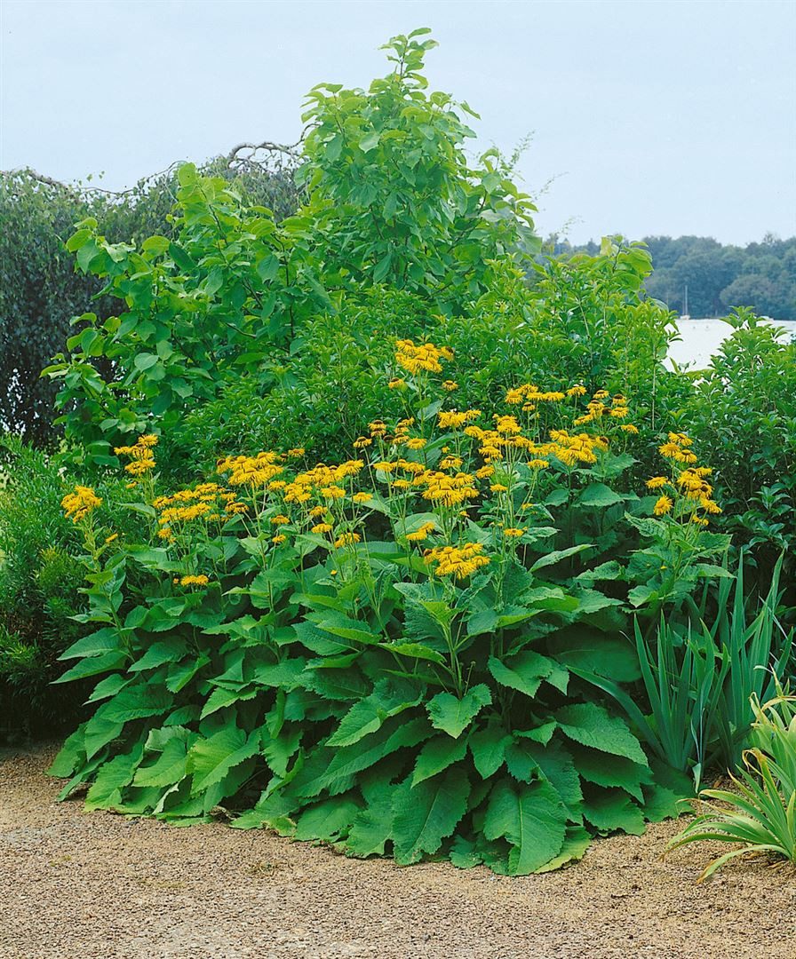 Pflanzen für Dich Staude Inula magnifica, 1 St., Riesen-Alant, Pracht-Alant