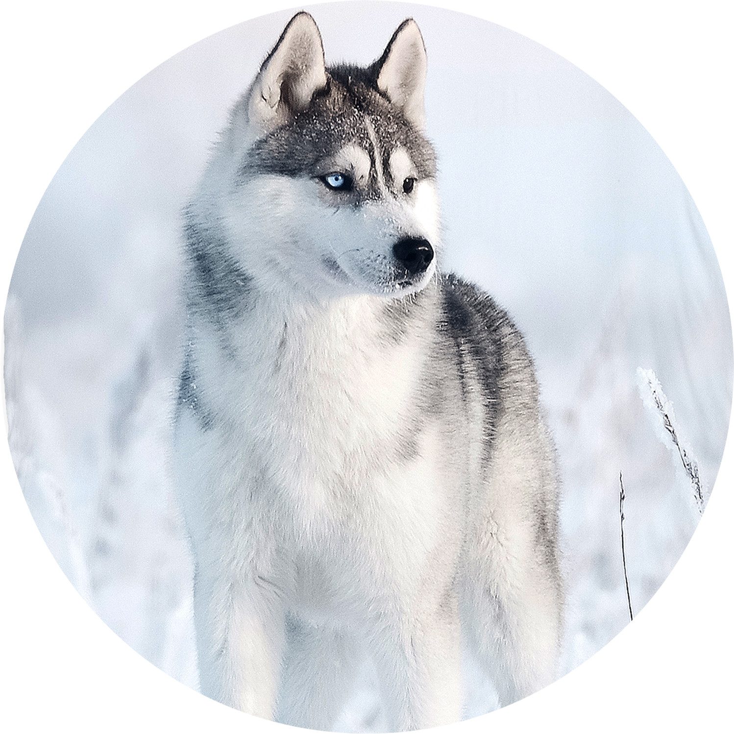 JACK Bettwäsche 135x200cm Arctic Dreams Husky Blue Eyes, Renforcé, 2 teilig, in einer wunderschönen Winterlandschaft – Bild 4 von 5